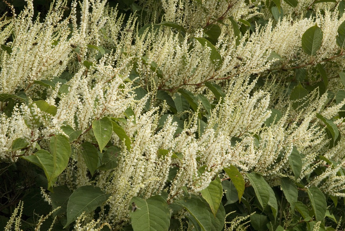 Polygonum Cuspidatum